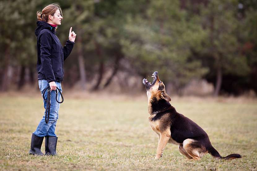 I dobře vycvičený pes se může dostat do situace, kdy bude napaden, nebo naopak zaútočí