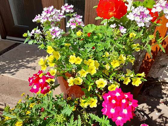 Při výsadbě květiny do truhlíků a nádob nakombinujte, vznikne krásná podívaná (Zdroj: Jaromír Malich)
