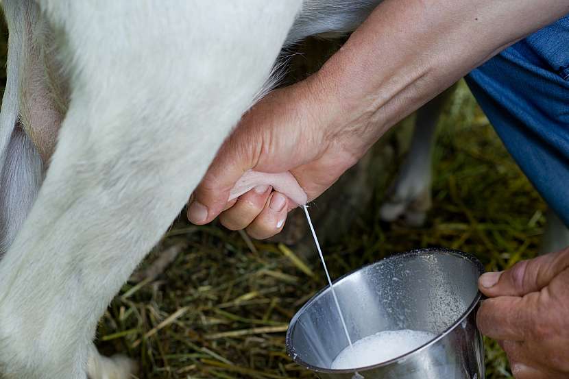 Ochutnali jste někdy čerstvě nadojené kozí mléko? Je překvapivě silné