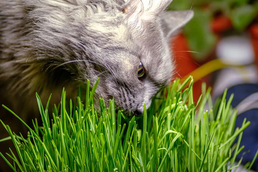Některé bylinky mohou být kočkám toxické