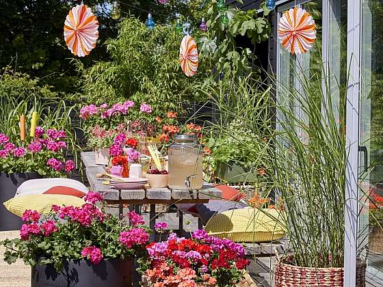 Květinové dekorace s muškáty: nápady na výzdobu stolů a letních oslav (Zdroj: Pelargonium for Europe)