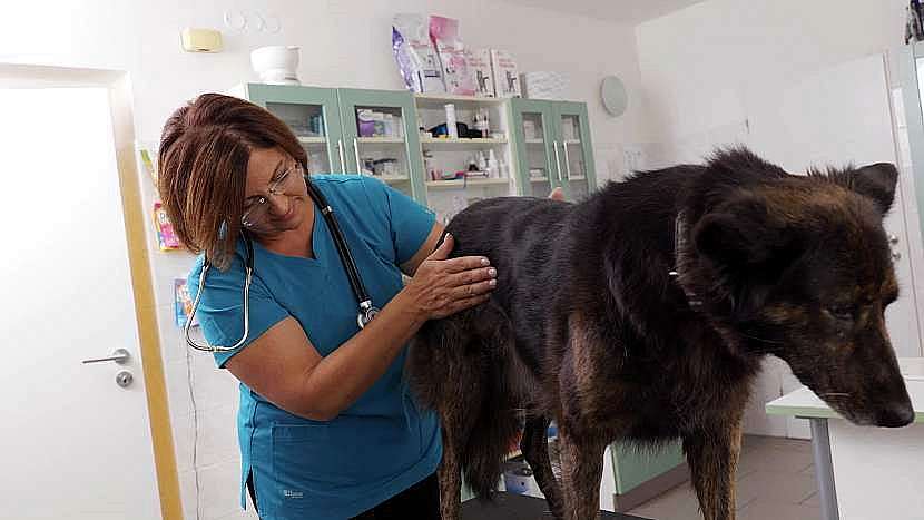 Veterinární lékař vám může pomoci s dietním režimem psa