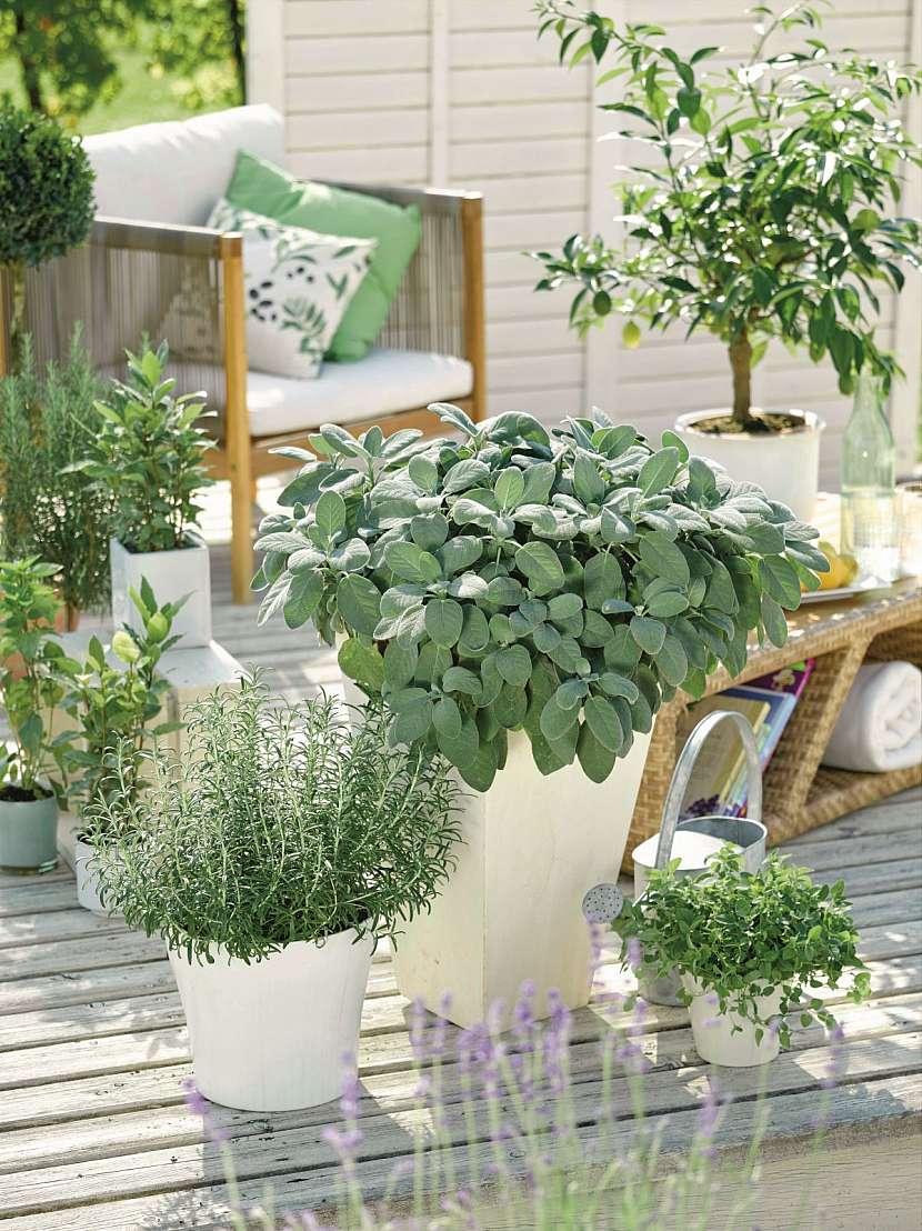 Balkon umístěný na východní či severní stranu je stinný, bylinkám se tu bude dařit