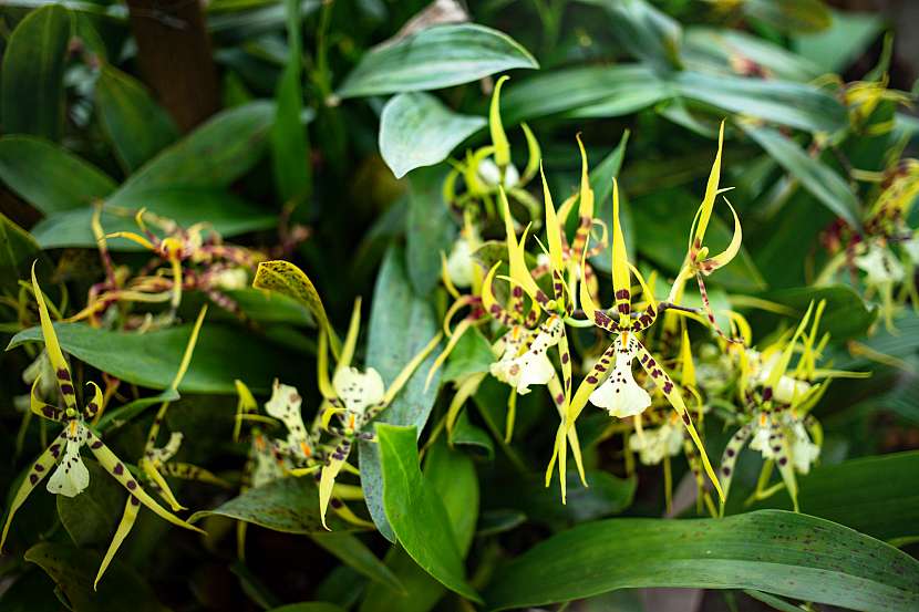 Uhrančivé květy orchideje Brassia