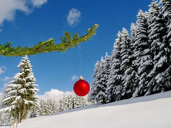 Vánoční nadílku pro lesní zvěř vybírejte s rozmyslem (Zdroj: Depositphotos)