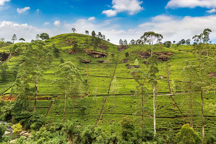 Čajové plantáže na Srí Lance, kde se pěstuje známý cejlonský čaj