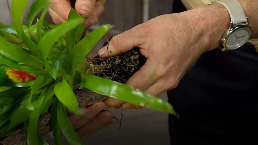 Epifyty: Rostliny můžete přichytit k podkladu drátkem