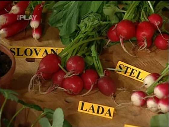 Odrůdy ředkviček určené pro venkovní pěstování