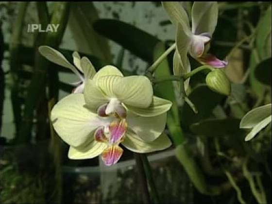 Orchideje s rodokmenem