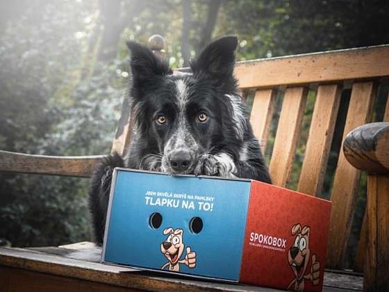 Vyhrajte Spokobox – krabici plnou překvapení pro vašeho psího parťáka!