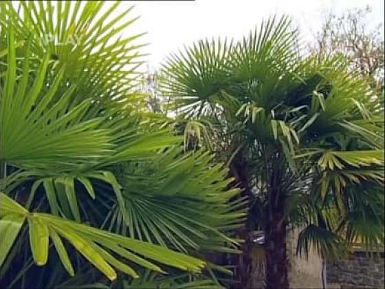 Jak zazimovat palmy