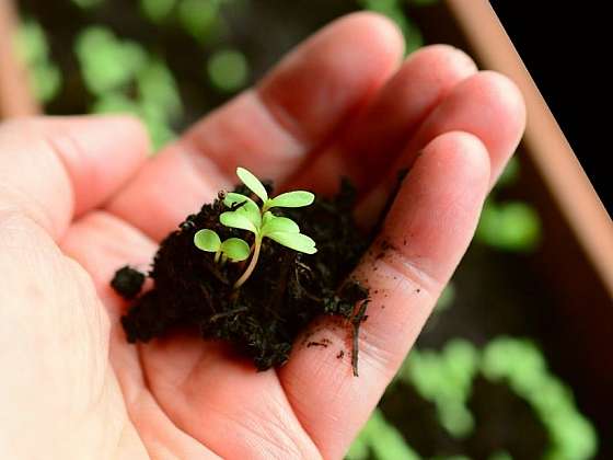 4 rady pro chytré pěstování rostlin doma i na zahradě