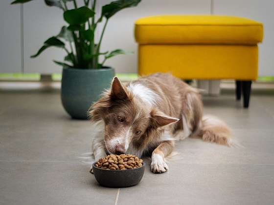 otevřít: Jak vybírat krmivo pro svého psa a nedělat chyby při nákupu