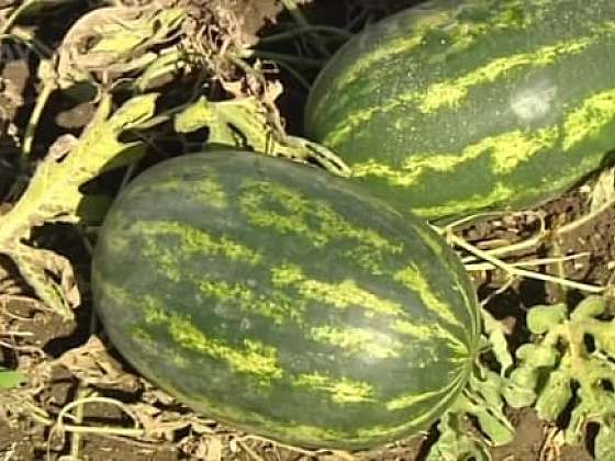 Pěstování melounů