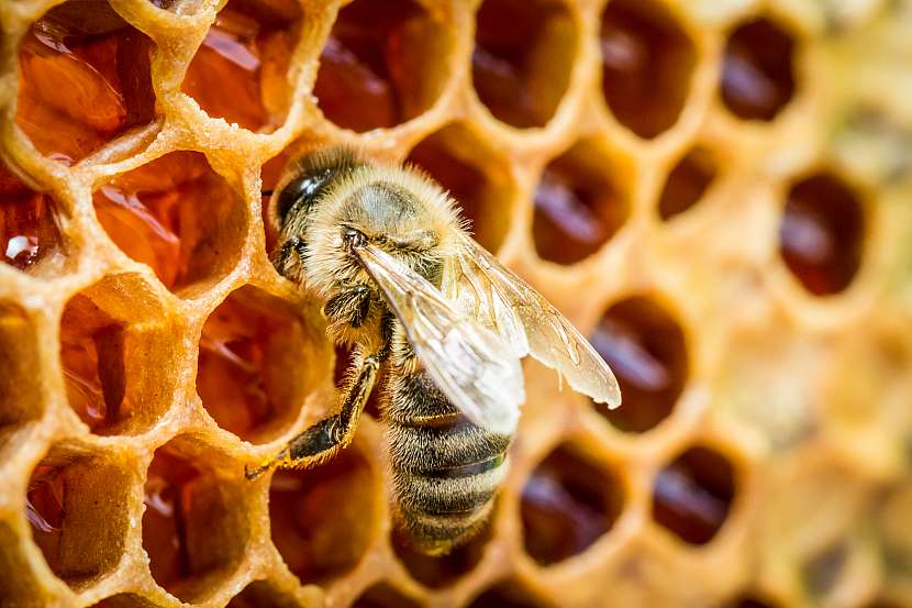 Med obsahuje zdraví prospěšné látky