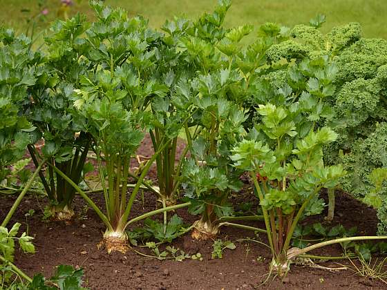 Celer je králem mezi zeleninou, pěstujte jej i vy
