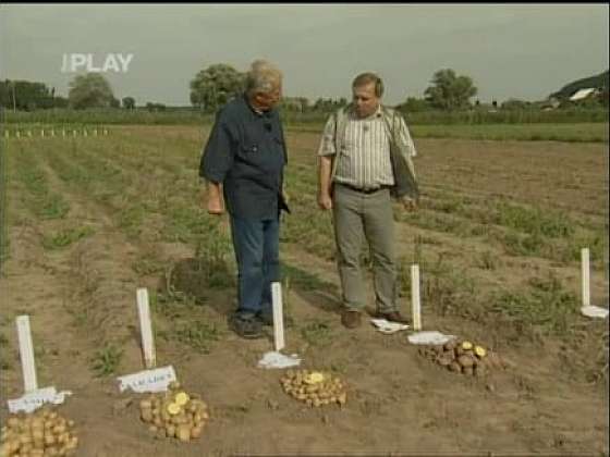 Jak má vypadat bramborové pole při sklizni