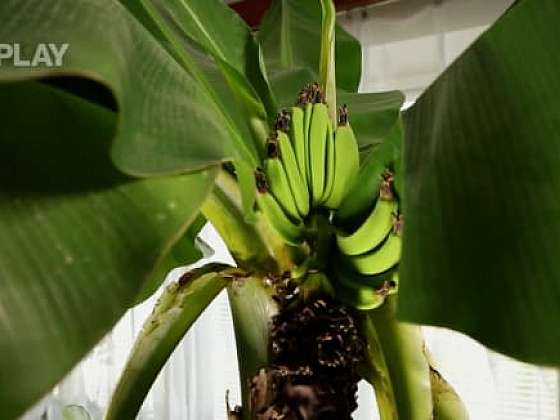 Jak pěstovat banánovník, aby plodil