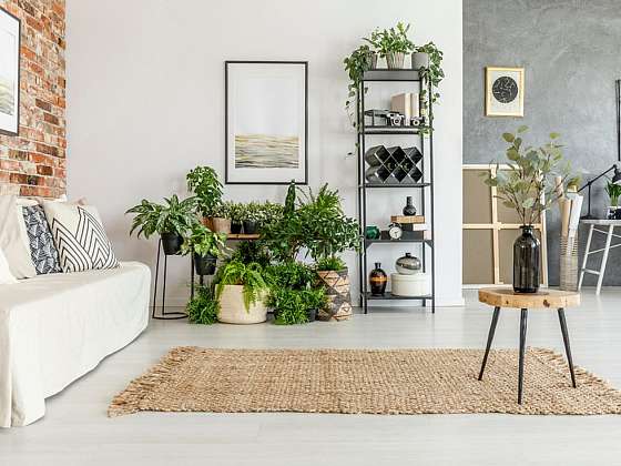 Pokojové rostliny, které rozzáří obývací pokoj