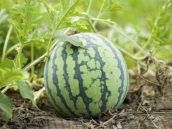 otevřít: Pěstování melounů už není doménou jen teplých krajin