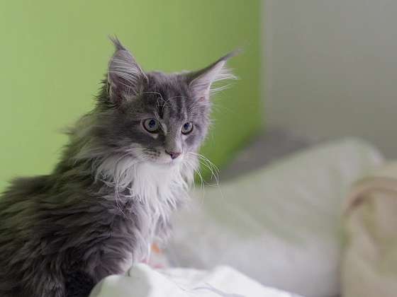 Dotazy diváků: Zdraví psů a koček, výživa i péče o mláďata