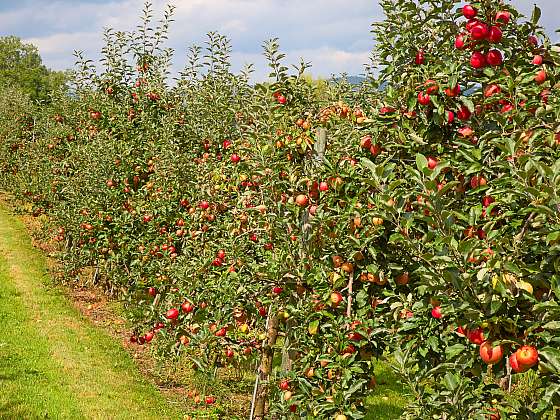 Kouzlo pěstování jabloní na ovocné stěně
