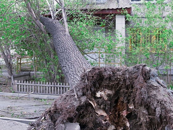 Profesionální kácení stromů nám může zachránit život