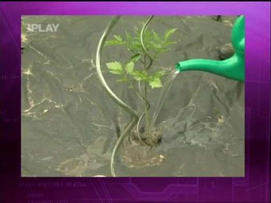 Jak zalévat rostliny při extrémním suchu