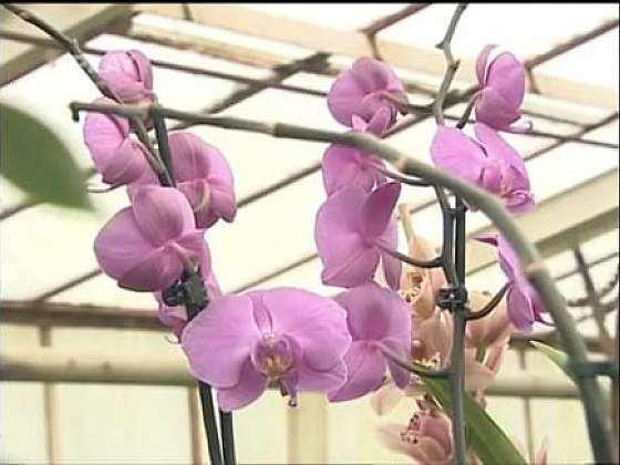Pěstování orchideí