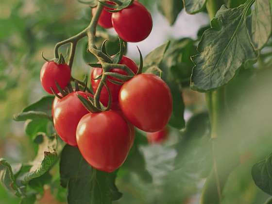 Triky na nejlepší úrodu rajčat