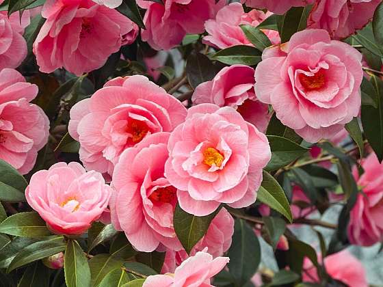 Kamélie – nádherná zimní růže