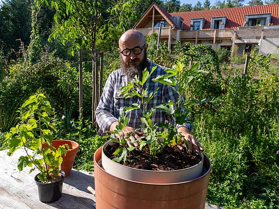 otevřít: Přeneste kousek středomoří na český balkon, vypěstujte si na něm vinnou révu, fíky a moruše