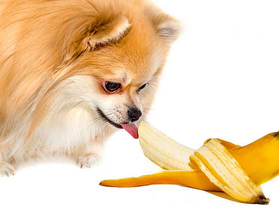 otevřít: Exotické ovoce na psím jídelníčku není rozmazlenost