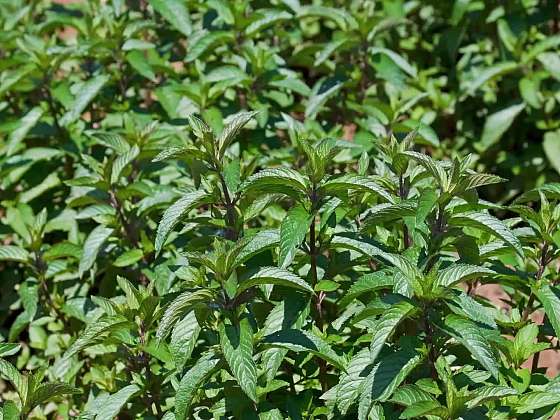 Výsadba vytrvalých bylinek 