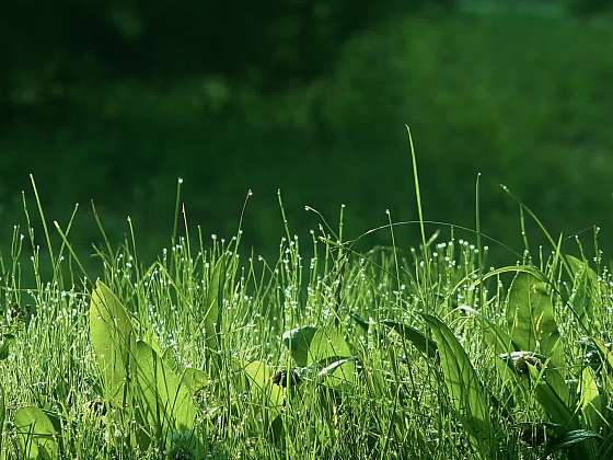 Trávník před zimou