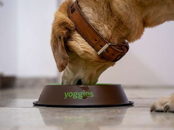 otevřít: Soutěž z Receptáře: Vyhrajte balíček Yoggies pro vašeho pejska