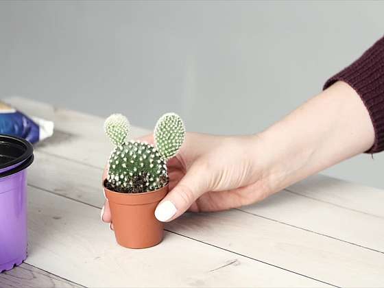 Jak přesazovat kaktusy bez prstů plných trnů
