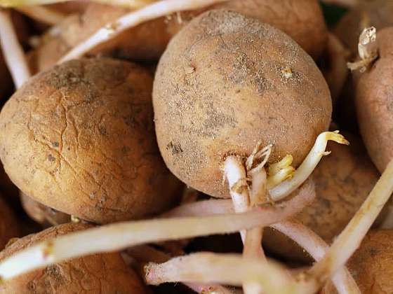 Jak vybrat správnou odrůdu brambor podle varného typu
