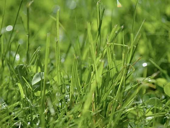 Trávník před zimou