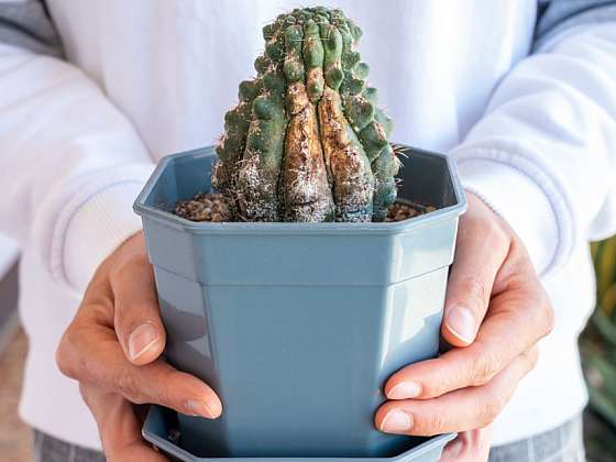 První pomoc pro nemocné kaktusy