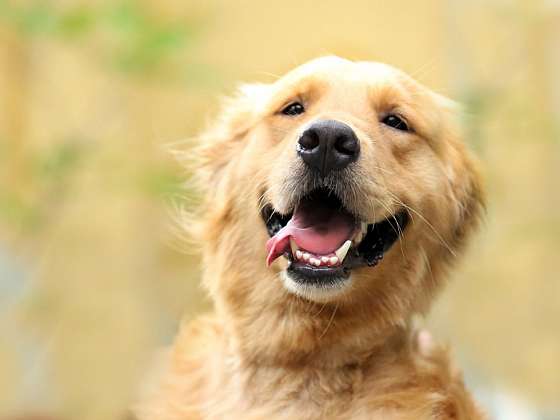 Vše, co jste chtěli vědět o zubech svého psa: Proč nemá zubní kaz?