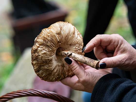 Houba reishi a její zázračné účinky