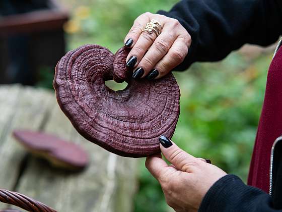 Houba reishi a její zázračné účinky