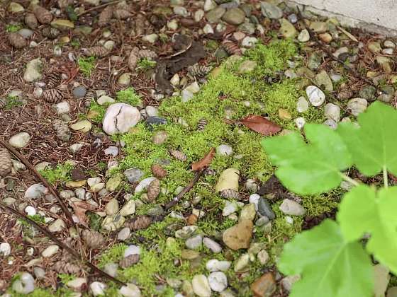 Trávník před zimou