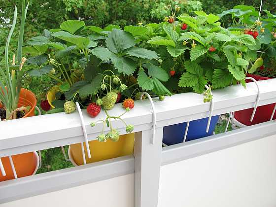 Otevřít: Zelenina za okno a rychlení cibulovin nahradí pěstování na záhonu