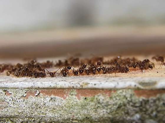 Co může být příčinou mravenců v bytě