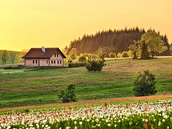 Jak proměnit běžný trávník v louku plnou květin