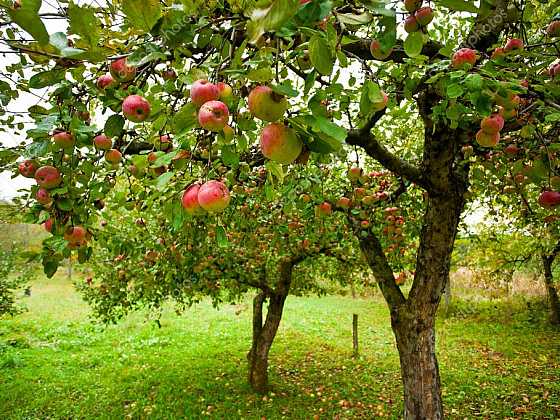 otevřít: Podzimní výživa ovocných stromů