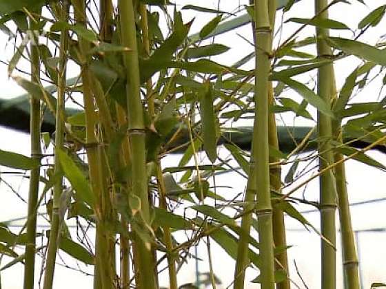 Pěstování bambusu v našich zahradách