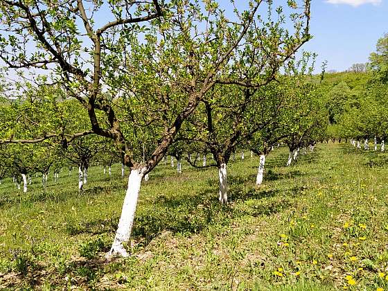 S bílou barvou zlikvidujete škůdce i mrazové trhliny